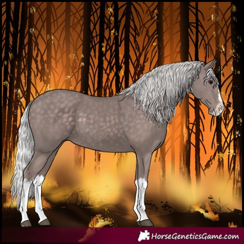 Horse Color:Platinum Silver Black Splash 