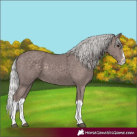 Horse Color:Platinum Silver Black Splash