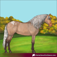 Horse Color:Silver Brown Dun Appaloosa 