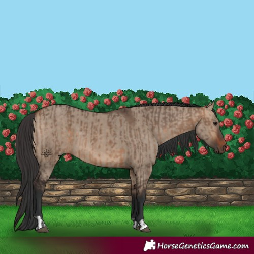 Horse Color:Bay Dun  and Bay Dun 