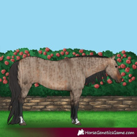 Horse Color:Bay Dun  and Bay Dun 