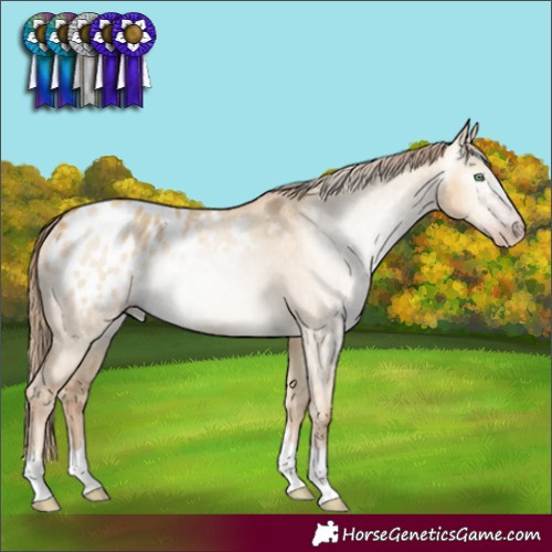 Horse Color:Gray Gold Champagne Dun Varnish Rabicano 