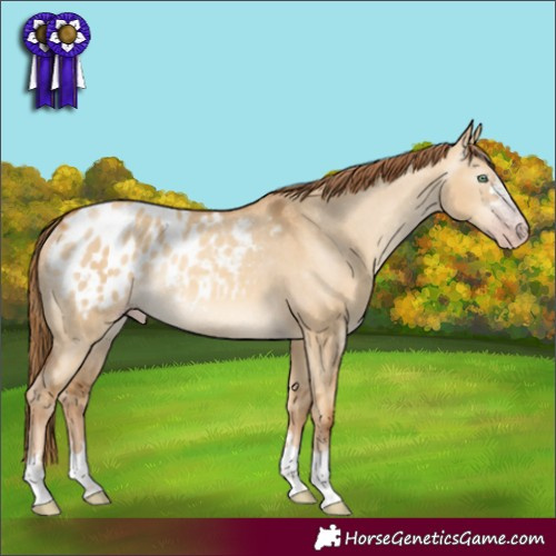 Horse Color:Gray Gold Champagne Dun Appaloosa Rabicano 