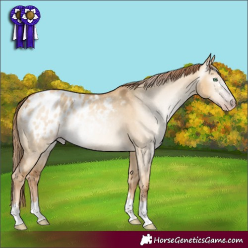 Horse Color:Gray Gold Champagne Dun Appaloosa Rabicano