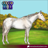 Horse Color:Gray Gold Champagne Dun Appaloosa Rabicano 