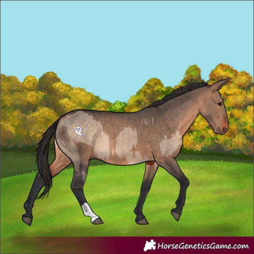 Horse Color:Brown Dun and Brown Dun