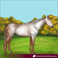 Horse Color:Gray Chestnut 