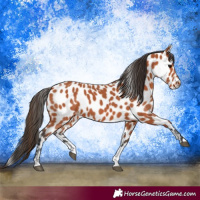 Horse Color:Bay Sabino Leopard