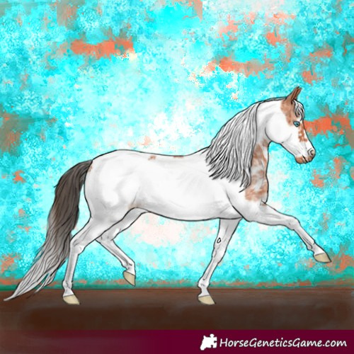 Horse Color:Bay Sabino Tobiano Frame Rabicano 