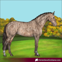 Horse Color:Bay Dun and Amber Champagne Dun