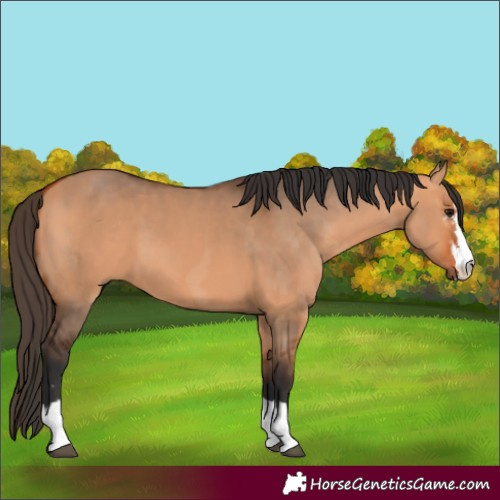 Horse Color:Bay Dun and Bay Dun Splash
