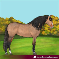 Horse Color:Bay Dun and Bay Dun Splash