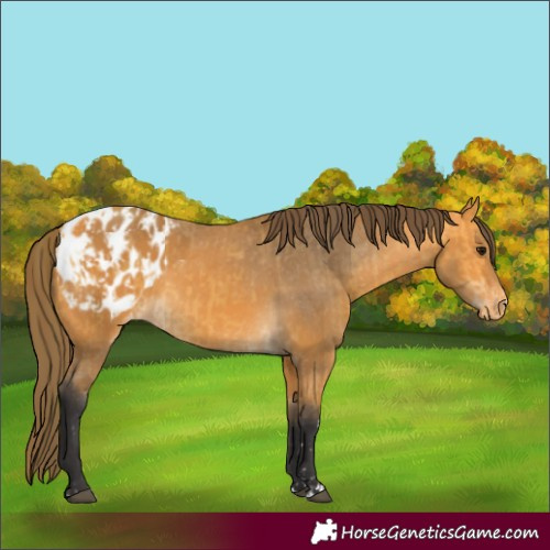 Horse Color:Buckskin Appaloosa and Buckskin Appaloosa