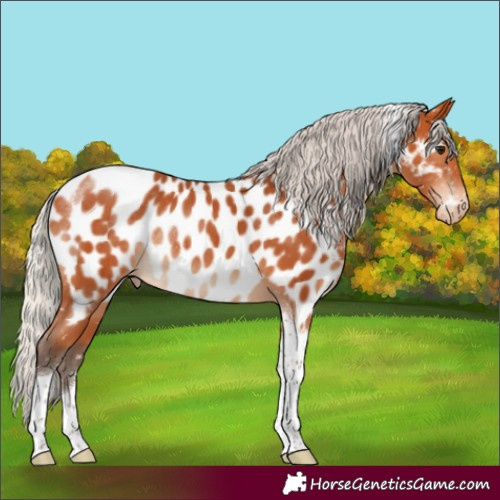 Horse Color:Silver Bay Tobiano Appaloosa Rabicano