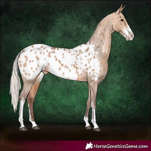 Horse Color:Silver Bay Dun Sabino Blanket 