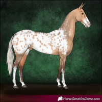 Horse Color:Silver Bay Dun Sabino Appaloosa 
