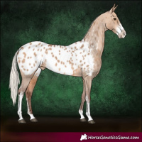 Horse Color:Silver Bay Dun Sabino Blanket