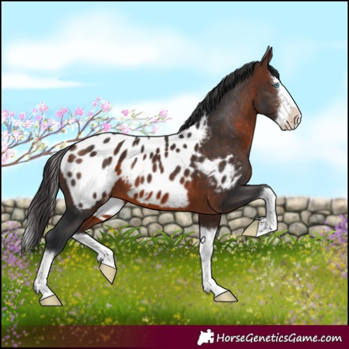 Horse Color:Brown Sabino Splash Appaloosa 