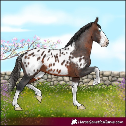 Horse Color:Brown Sabino Splash Blanket 
