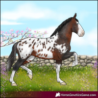 Horse Color:Brown Sabino Splash Appaloosa