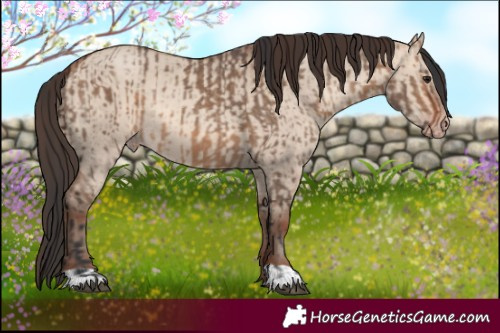 Horse Color:Bay Dun  and Amber Champagne Dun 