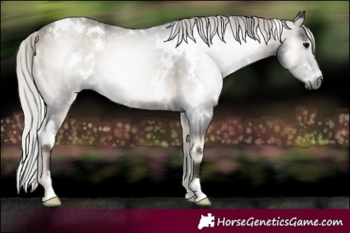 Horse Color:Gray White Spotted Silver Blue Onyx Rabicano 