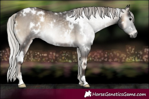 Horse Color:Gray White Spotted Silver Blue Onyx Rabicano 
