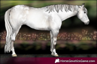 Horse Color:Gray White Spotted Silver Blue Onyx Rabicano