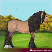 Horse Color:Brown Dun and Brown Dun