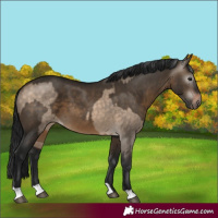 Horse Color:Brown Dun  and Gray Brown Dun 