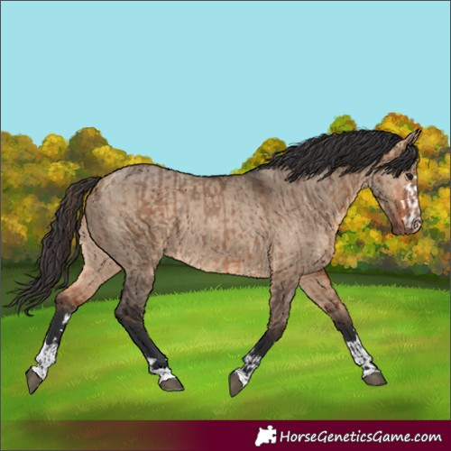 Horse Color:Unknown 