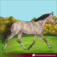 Horse Color:Bay Dun  and Amber Champagne Dun 