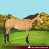 Horse Color:Buckskin 