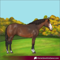 Horse Color:Bay Sabino 
