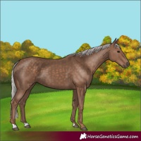 Horse Color:Silver Black 