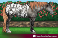 Horse Color:Classic Champagne Ice Pearl Onyx Blanket Rabicano
