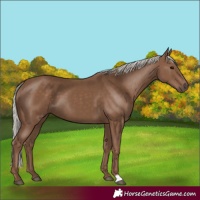 Horse Color:Silver Black 