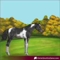 Horse Color:Black Tobiano 