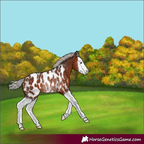 Horse Color:Silver Bay Splash Blanket Rabicano