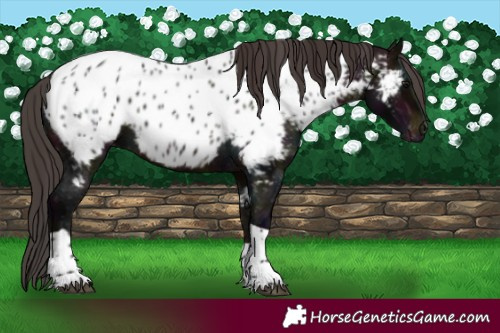 Horse Color:Midnight Brown Tobiano Near Leopard 