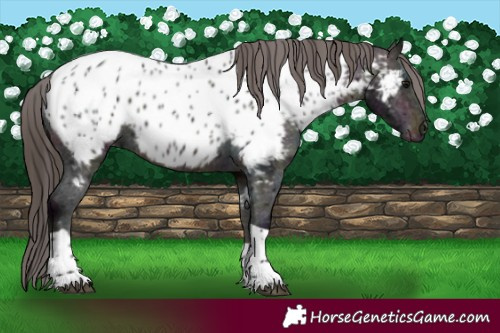 Horse Color:Midnight Brown Tobiano Appaloosa 