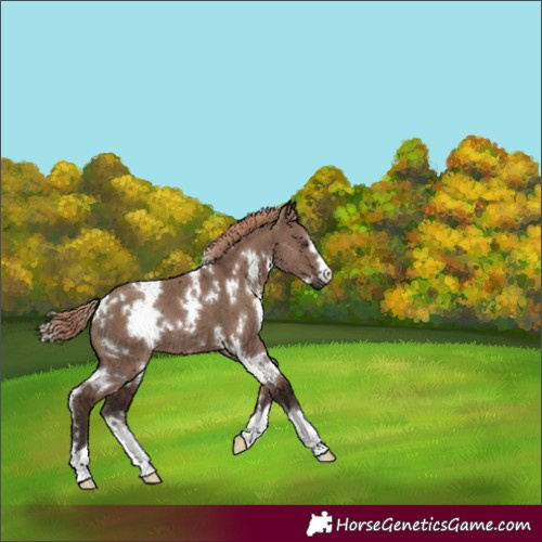 Horse Color:White Spotted Liver Red Dun 