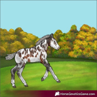 Horse Color:Silver Brown Sabino Frame Near Leopard Rabicano 
