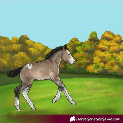 Horse Color:Gray Brown Dun Sabino Appaloosa