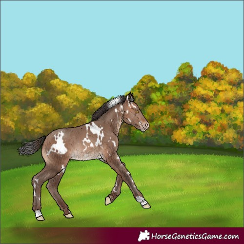 Horse Color:White Spotted Sable Champagne Rabicano 