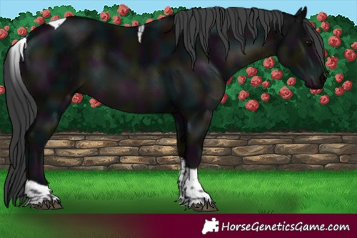 Horse Color:Midnight Black Tobiano