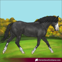 Horse Color:Black 