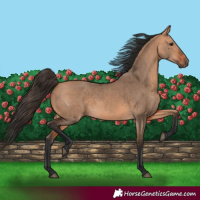 Horse Color:Bay Dun  and Bay Dun 