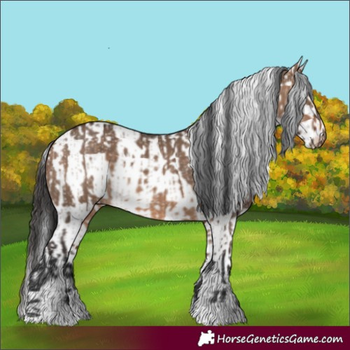 Horse Color:Bay Dun  and White Spotted Bay Dun 