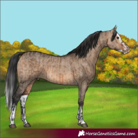 Horse Color:Brown Dun  and Brown Dun Splash 